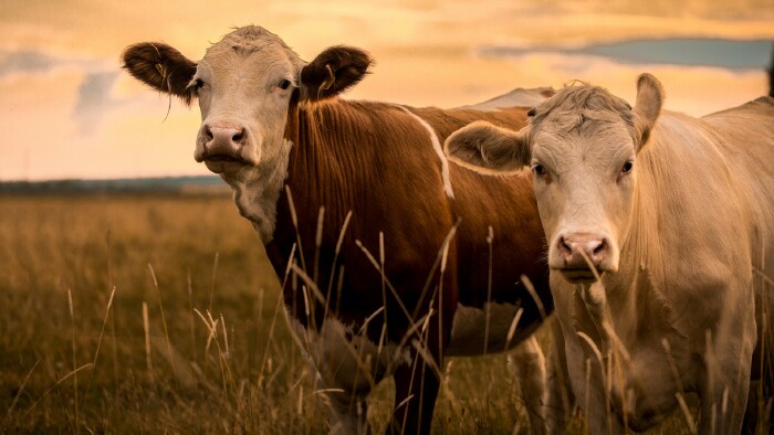 Cows in sunset